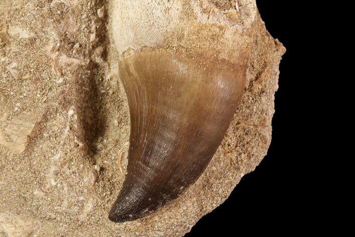 Mosasaur (Prognathodon) Tooth In Rock - Beautiful Tooth #91353